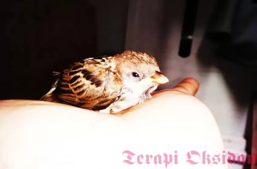 Burung Hinggap di Atas Kepalaku