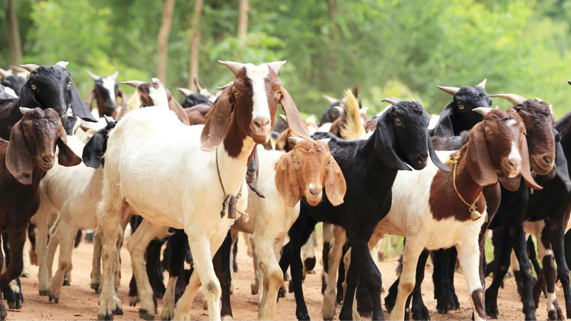 Akikah Menjadi Pelindung Jasmani Rohani Seseorang dari Gangguan Iblis Jin Setan dan Gaib Lainnya