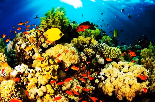 Pemandangan alam di Pulau Bunaken Teluk Manado Provinsi Sulawesi Utara