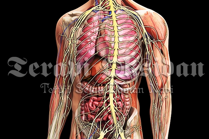 Aktris Demi Moore Juga Berbekam